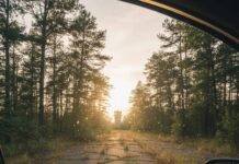 How to Offset Your Travel Emissions (Without the Guilt Trip) Nature reclaims runway from car window.
